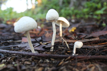 The sight of a white mushroom shaped like an umbrella in the garden