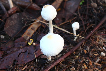 The sight of a white mushroom shaped like an umbrella in the garden