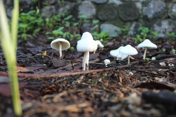 The sight of a white mushroom shaped like an umbrella in the garden