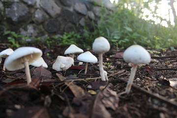 The sight of a white mushroom shaped like an umbrella in the garden