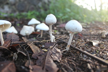 The sight of a white mushroom shaped like an umbrella in the garden