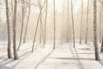 Light in the snow forest