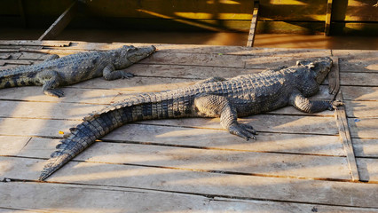 Crocodile in Tonle Sap lake in Siem Reap, Cambodia.