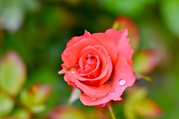 pink rose in garden