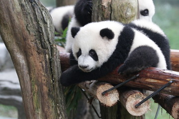 Obraz premium Little Baby Panda on the Playground, Chongqing, China