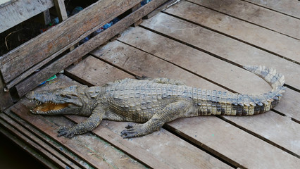 Crocodile in Tonle Sap lake in Siem Reap, Cambodia.