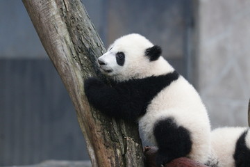 Obraz premium Little Baby Panda on the Playground, Chongqing, China