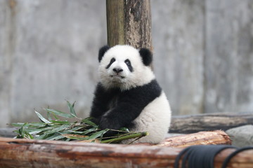 Little Baby Panda on the Playground, Chongqing, China © foreverhappy