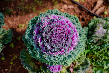 water droplet on decorative flowering cabbage kale. garden decorate with vegetable