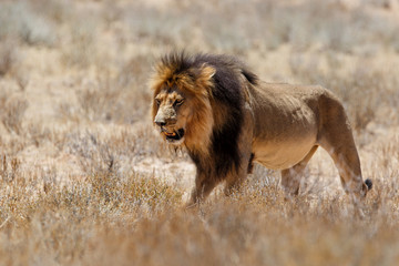 Lion, black maned Kalahari male, in Kgalagadi Transfrontier Park in South Africa