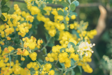 yellow pearl acacia flower. blooming flora