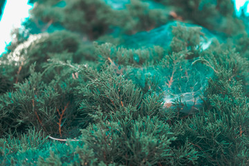 spider web on green leaves of pine tree