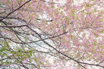 wild himalayan sakura cherry blossom flower. blooming pink flora tree