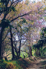 Fototapeta premium trail path pathway in tropical forest