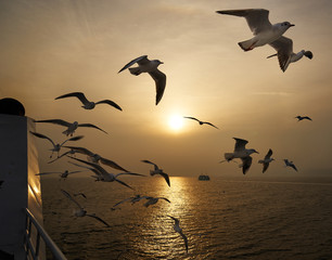 カモメと太陽と船の風景。　熊本・島原　九商フェリー