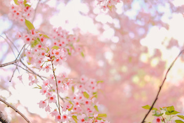 Obraz na płótnie Canvas wild himalayan sakura cherry blossom flower. blooming pink flora tree
