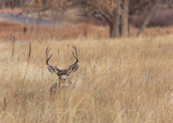Mule Deer Buck in the Fall Rut in Colorado