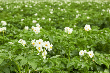 Potato plant blooming during vegetation with white flowers and young leaves in the field, agrarian  background, grow your own and eco food agribusiness concept