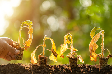 Dead young plant (Tobacco Tree) in dry soil on green blur background. Environment concept with...