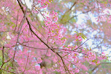 wild himalayan sakura cherry blossom flower. blooming pink flora tree