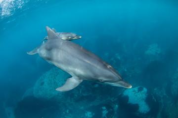 dolphins parent and children