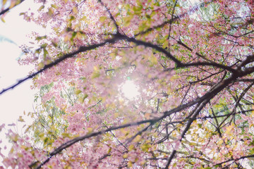 wild himalayan sakura cherry blossom flower. blooming pink flora tree