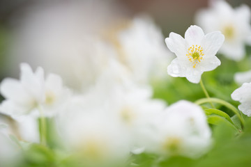 Wood anemones, Anemone nemorosa, white spring flowers in the forest.