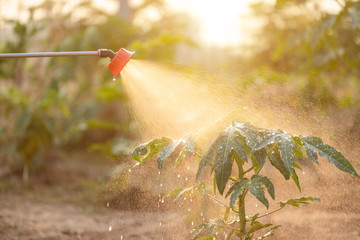 People spraying water or fertilizer to young tree in garden