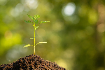 Young vegetable plant growing in soil with outdoor sunlight and green blur background