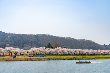 Sightseeing boats on the Kitakami River. Tenshochi Park in springtime sunny day morning. Rural scene with beauty full bloom pink sakura flowers. Kitakami, Iwate Prefecture, Japan