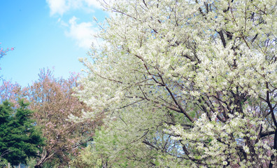 wild himalayan sakura cherry blossom flower. blooming white flora tree
