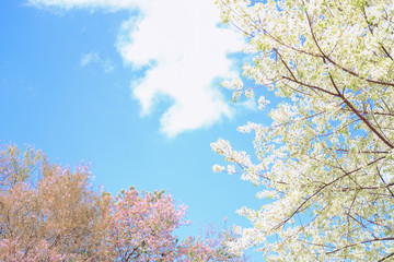 wild himalayan sakura cherry blossom flower. blooming pink white flora tree