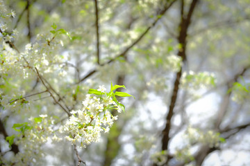 wild himalayan sakura cherry blossom flower. blooming white flora tree