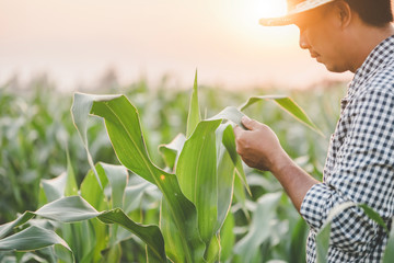 Farmer working in the field of corn tree and research or checking problem about aphis or worm...