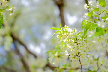 wild himalayan sakura cherry blossom flower. blooming white flora tree