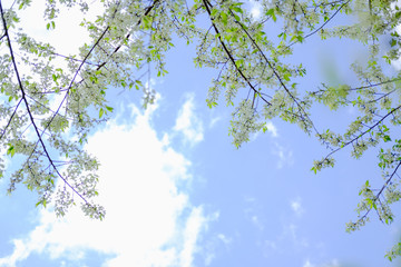 wild himalayan sakura cherry blossom flower. blooming white flora tree