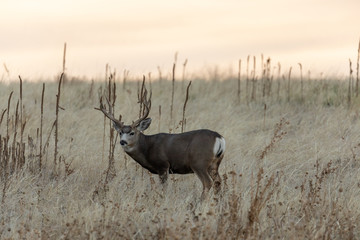 Fototapeta premium Mule Deer Buck in the Fall Rut in Colorado