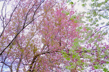 wild himalayan sakura cherry blossom flower. blooming pink white flora tree