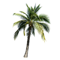 Coconut tree isolated on the white background.