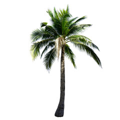 Coconut tree isolated on the white background.