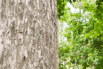 Teak tree in the forest 