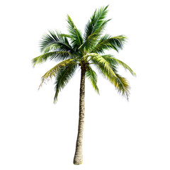 Obraz na płótnie Canvas Coconut tree isolated on the white background.