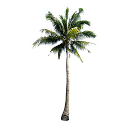 Coconut tree isolated on the white background.