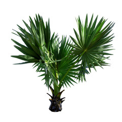 Small or young Sugar palm isolated on the white background.