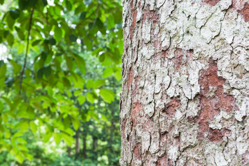 The trunk of the old tree in the forest