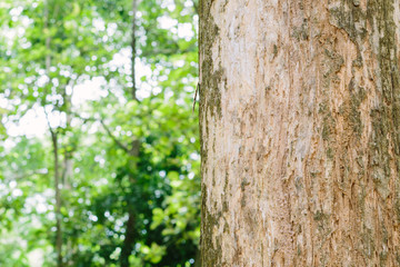 Obraz premium Teak tree in the forest with blurred background