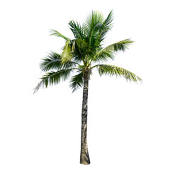 Coconut tree isolated on the white background.