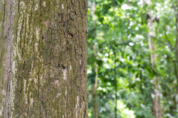 Teak tree in the forest