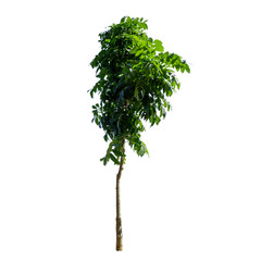 Trees isolated on the white background.