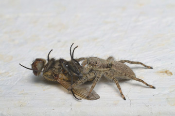 Gray jumping spider eating a fly on a house wall in Italy.